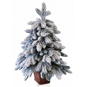 Ялина лита засніжена 0,7 м у горщику з лози